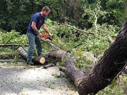 Best Tree Mulching  in Mercedes, TX