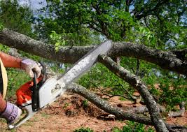 Best Tree Cabling and Bracing  in Mercedes, TX