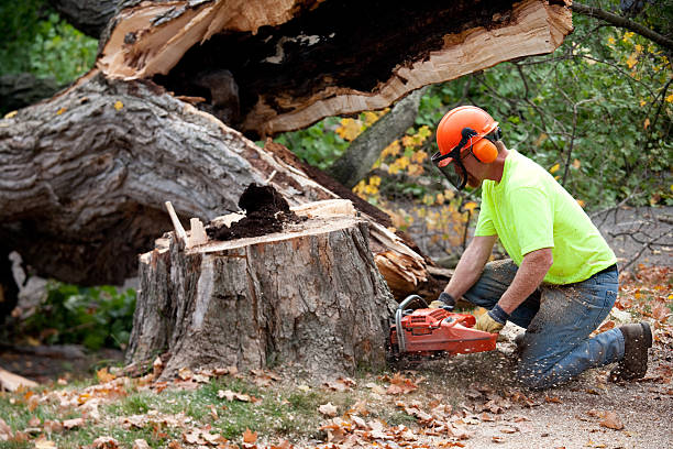 Professional Tree Removal in Mercedes, TX
