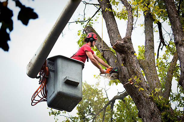 How Our Tree Care Process Works  in  Mercedes, TX